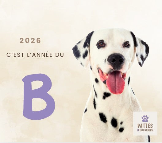 Lettre B : les prénoms tendance pour les chiots de 2026