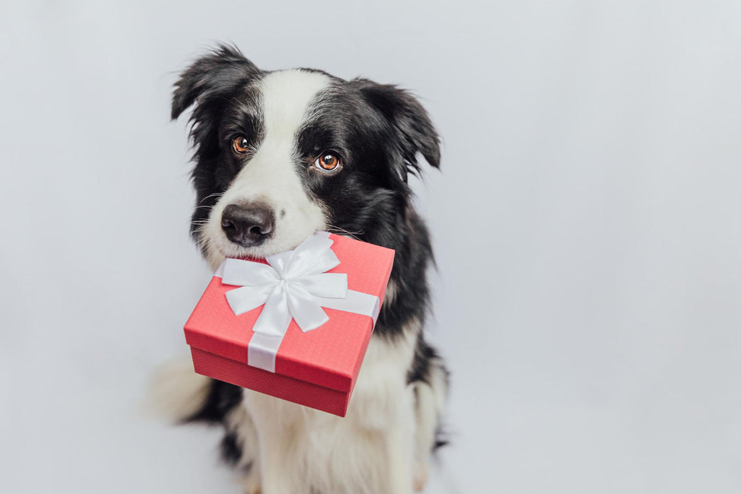 5 idées cadeaux pour propriétaires de chien (qui ne finissent pas dans un tiroir)