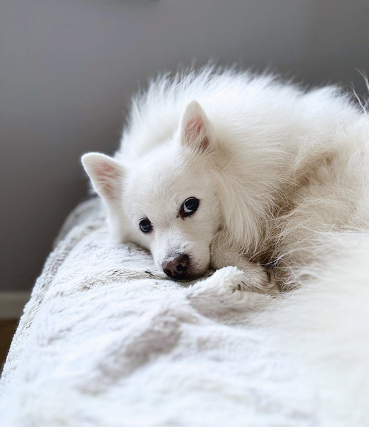 Pourquoi remplir un carnet souvenir pour son chien ?