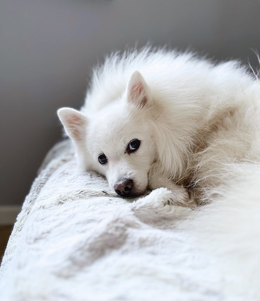 Pourquoi remplir un carnet souvenir pour son chien ?