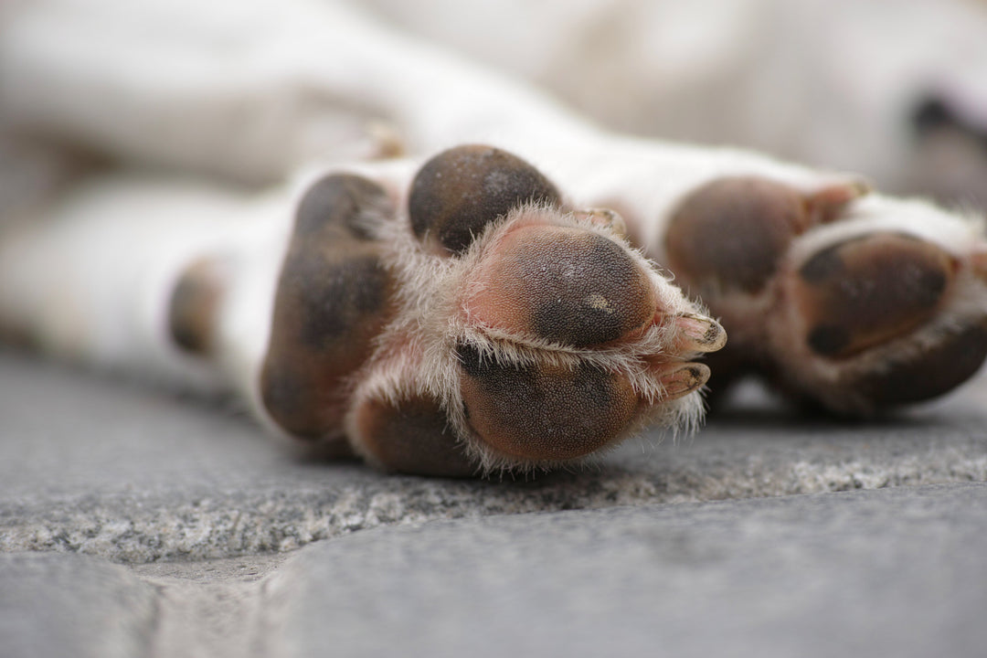 Comment faire une empreinte de la patte de votre chien ? Découvrez nos 2 kits !