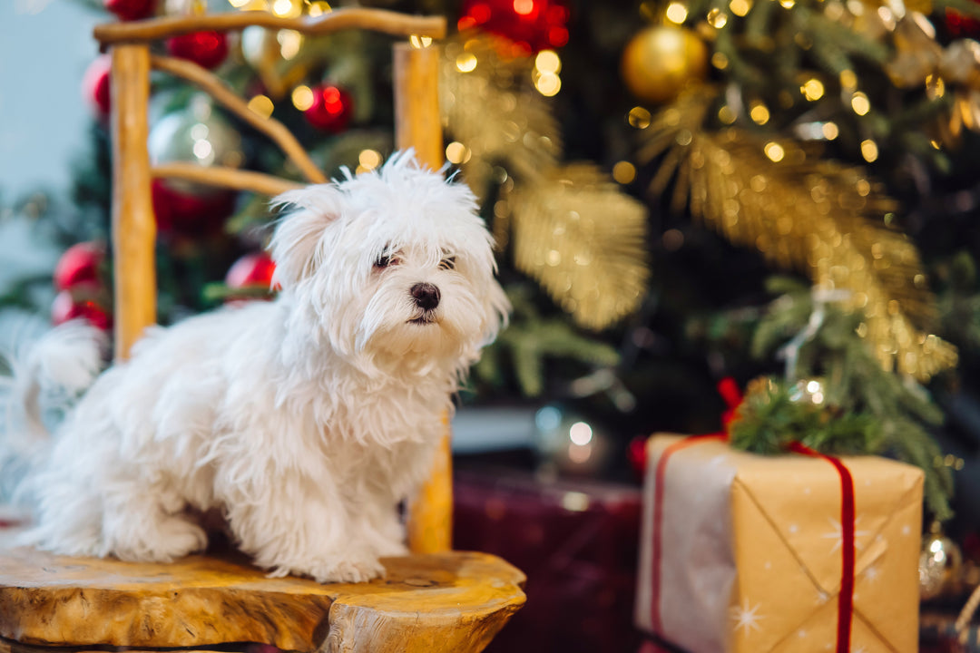 🎄 Comment gâter son chien à Noël (sans tomber dans le superflu) 🐾
