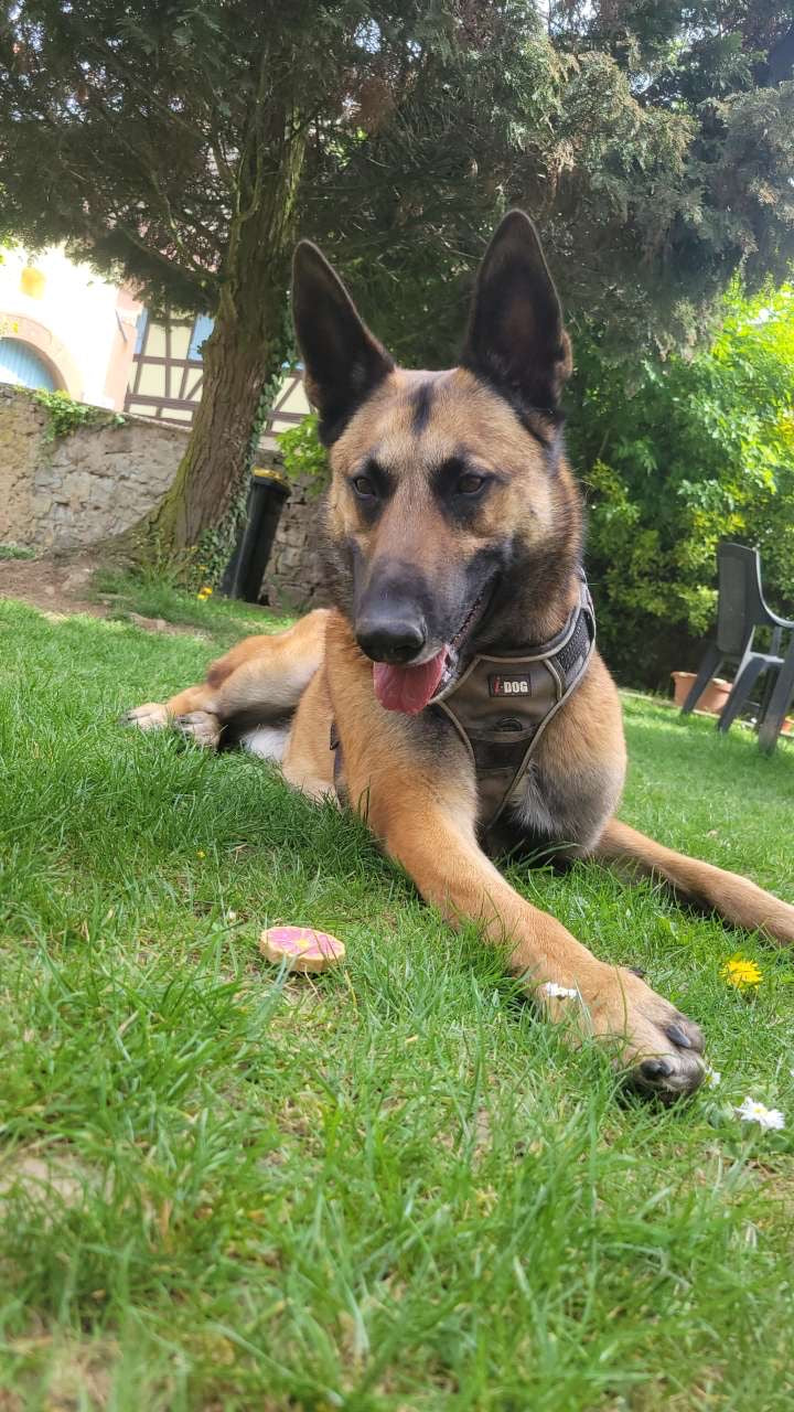 Le délicieux vbiscuit a déjà conquis Loki