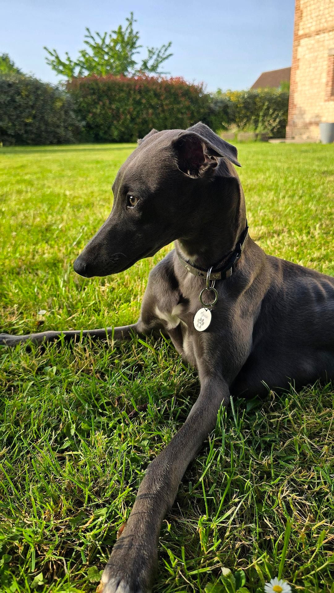 Azura chien whipet avec sa médaille ronde gravée personnalisée