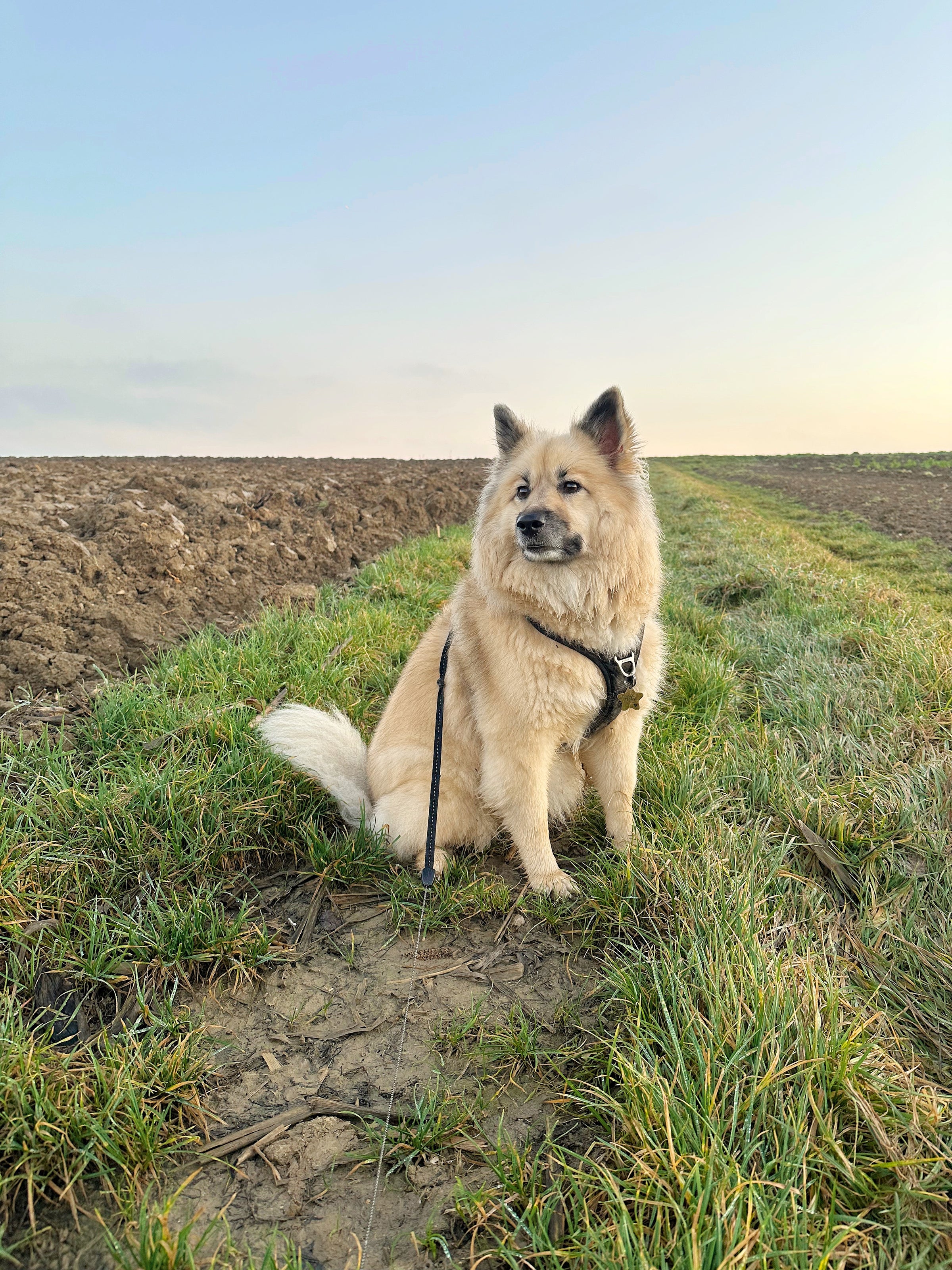 Médaille gravée pour chien en forme d'étoile, portée par un chien